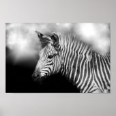 Zebra Foal Poster (Voorkant)
