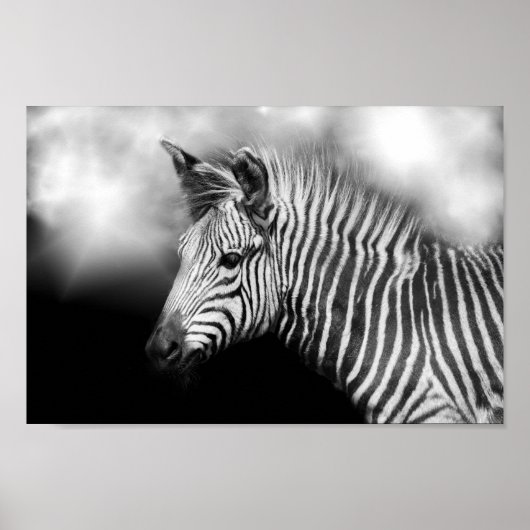 Zebra Foal Poster (Voorkant)