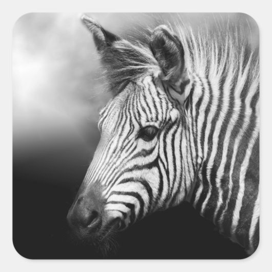 Zebra Foal Vierkante Sticker (Voorkant)