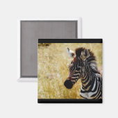 Zebra Foal wildlife magneten (rond en vierkant) (Voorkant / Achterkant)