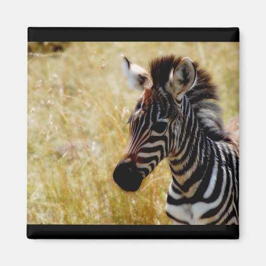 Zebra Foal wildlife magneten (rond en vierkant) (Voorkant)