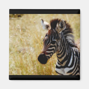 Zebra foeale magneten (rond en vierkant)