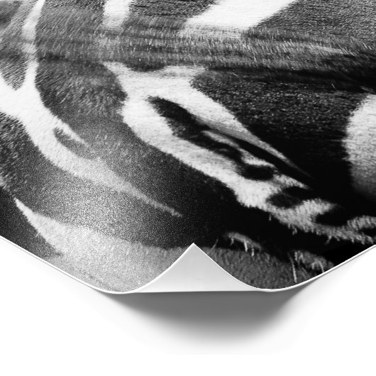 Zebra Foto Foto Afdruk (Hoek)