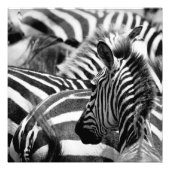 Zebra Foto Foto Afdruk (Voorkant)