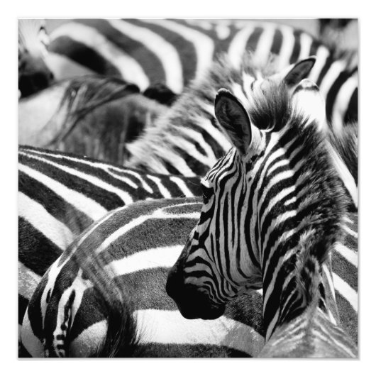 Zebra Foto Foto Afdruk (Voorkant)