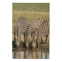 Zebra Foto in een natuurAfrikaanse omgeving