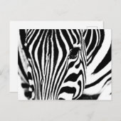 Zebra foto zwart-wit briefkaart (Voorkant / Achterkant)