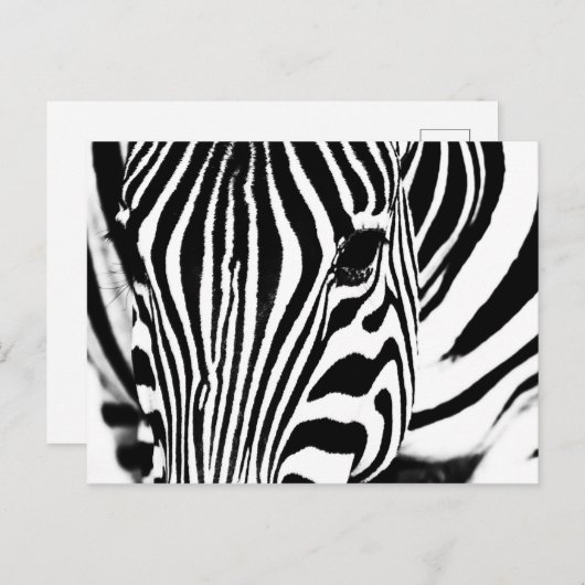Zebra foto zwart-wit briefkaart (Voorkant / Achterkant)