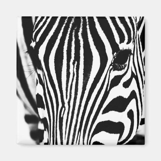 Zebra foto zwart-wit magneet (Voorkant)