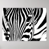 Zebra foto zwart-wit poster (Voorkant)