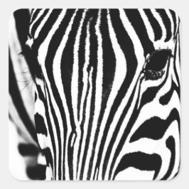 Zebra foto zwart-wit vierkante sticker