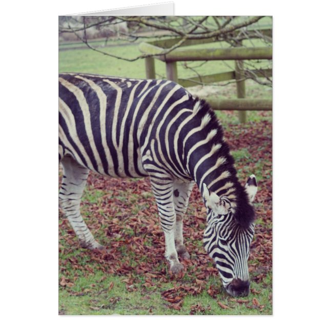 Zebra Fotografische Afdruk (Voorkant)