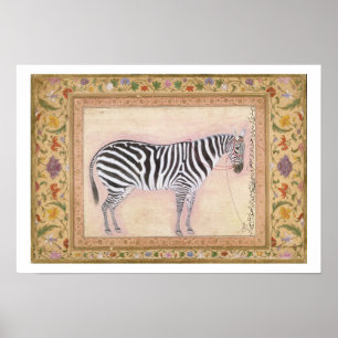 Zebra, from the 'Minto Album', 1621 (gouache on pa Poster
