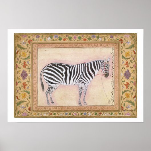 Zebra, from the 'Minto Album', 1621 (gouache on pa Poster (Voorkant)