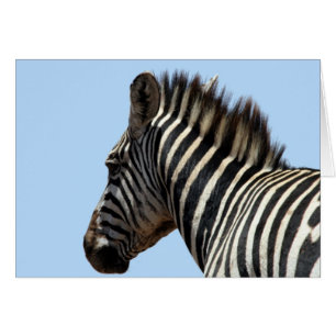 zebra gezicht