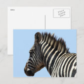 zebra gezicht briefkaart (Voorkant / Achterkant)