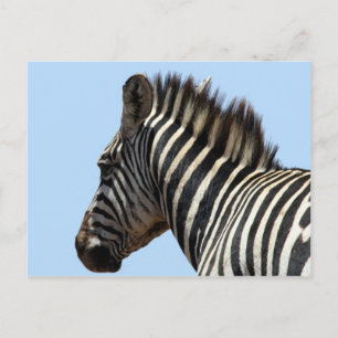 zebra gezicht briefkaart