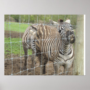 Zebra glimlachen poster