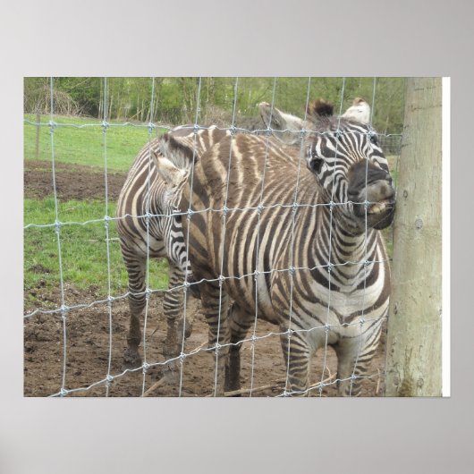 Zebra glimlachen poster (Voorkant)