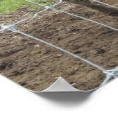 Zebra glimlachen poster (Hoek)