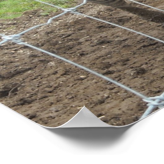 Zebra glimlachen poster (Hoek)