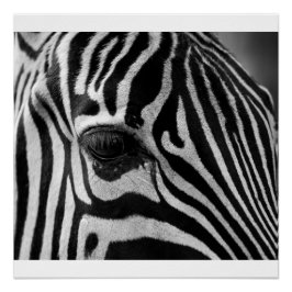 Zebra Head Black en White Photo Glossy Poster