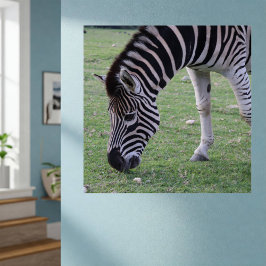 Zebra Head zwart-wit gestreepte foto Perfect Poster