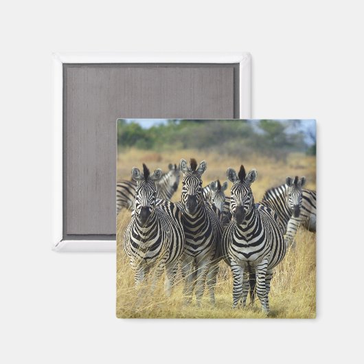 Zebra Herd Magneet (Voorkant / Achterkant)