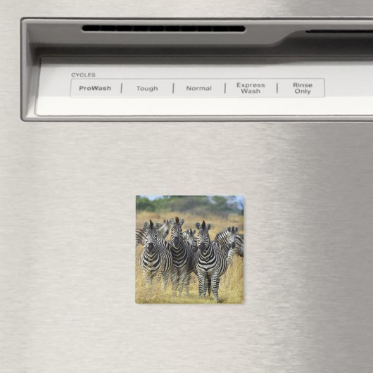 Zebra Herd Magneet (Insitu (Vaatwasser))