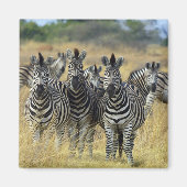 Zebra Herd Magneet (Voorkant)