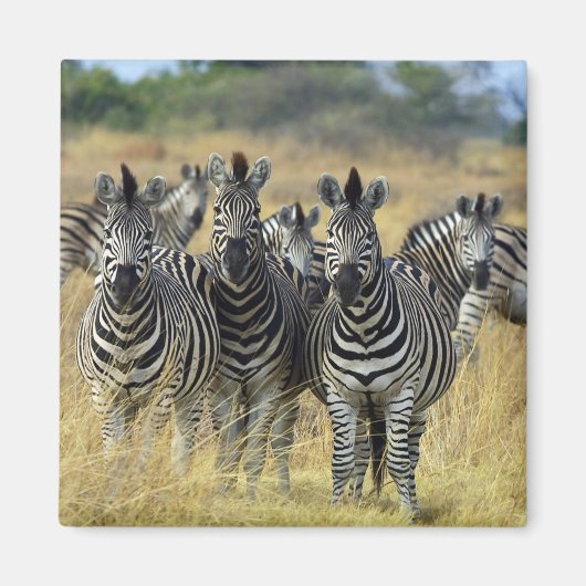 Zebra Herd Magneet (Voorkant)