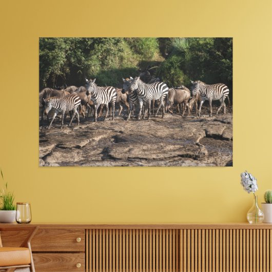 Zebra Herd Natural African Setting Metal Print (Insitu (Woonkamer))
