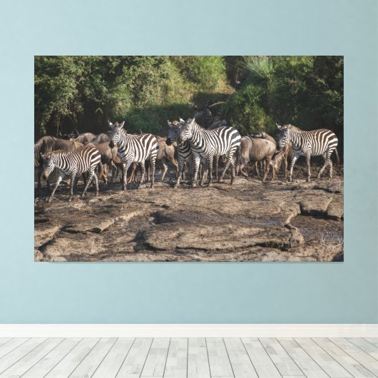 Zebra Herd Natural African Setting Metal Print (Insitu (Houten vloer))