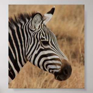 Zebra hoofd poster
