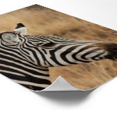 Zebra hoofd poster (Hoek)