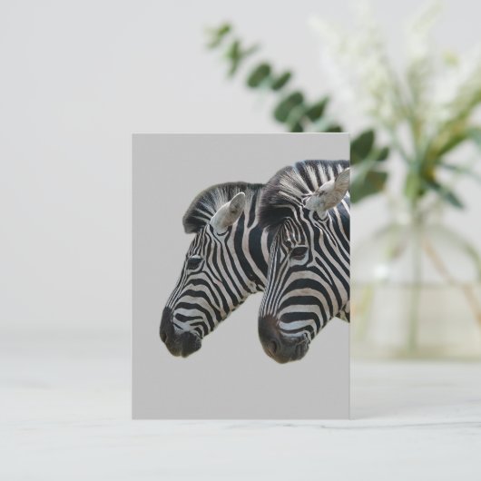 Zebra hoofden briefkaart (Staand voorkant)