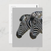 Zebra hoofden briefkaart (Voorkant / Achterkant)