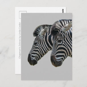 Zebra hoofden briefkaart