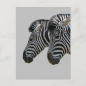 Zebra hoofden briefkaart (Voorkant)