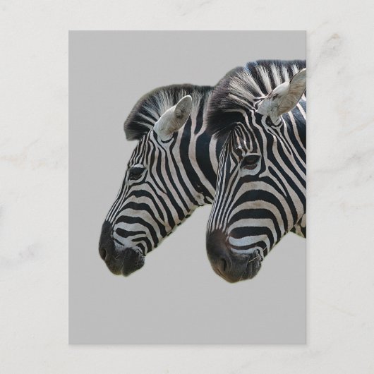 Zebra hoofden briefkaart (Voorkant)