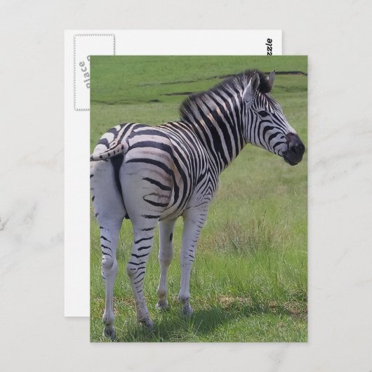 Zebra hoogte-Briefkaarten Briefkaart (Voorkant / Achterkant)