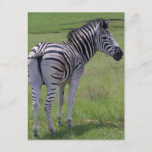 Zebra hoogte-Briefkaarten Briefkaart
