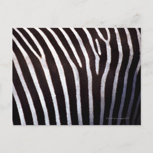 zebra-huid briefkaart (Voorkant)