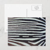 Zebra huid briefkaart (Voorkant / Achterkant)