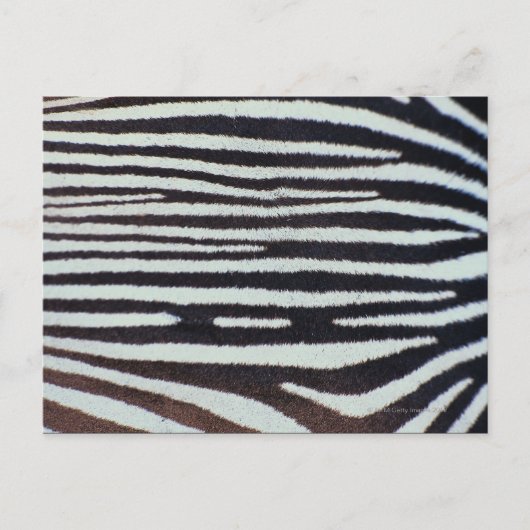 Zebra huid briefkaart (Voorkant)