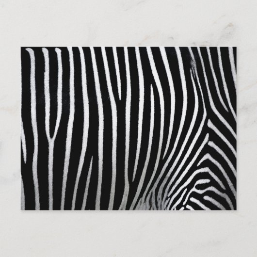 Zebra huid briefkaart (Voorkant)