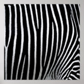 Zebra huid poster (Voorkant)