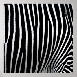 Zebra huid poster
