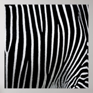 Zebra huid poster