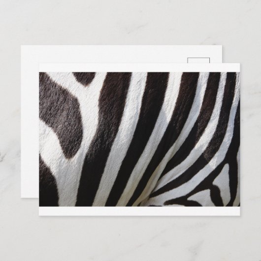 Zebra huidafdruk briefkaart (Voorkant / Achterkant)